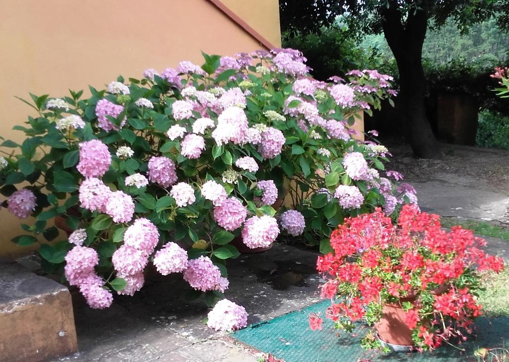Agriturismo Poggio Al Tesoro Crespina Eksteriør bilde