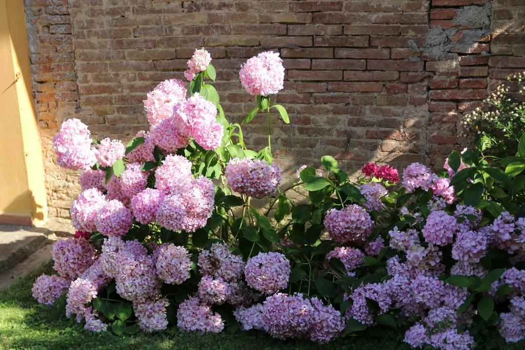 Agriturismo Poggio Al Tesoro Crespina Eksteriør bilde
